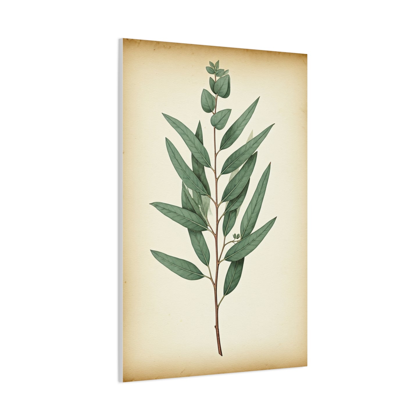 Eucalyptus Branch Illustration Wall Art & Canvas Prints