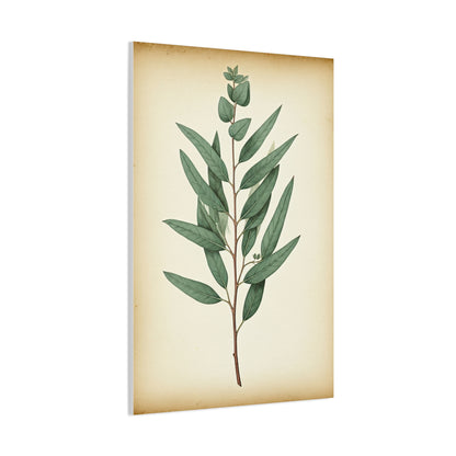 Eucalyptus Branch Illustration Wall Art & Canvas Prints