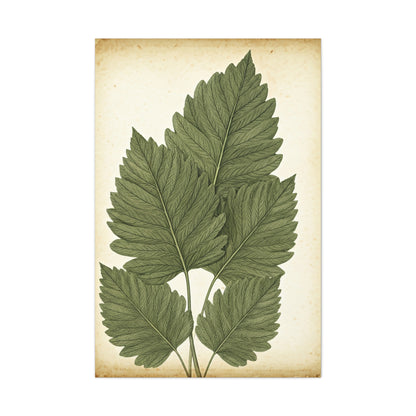 Vintage Leaf Study Illustration Wall Art & Canvas Prints