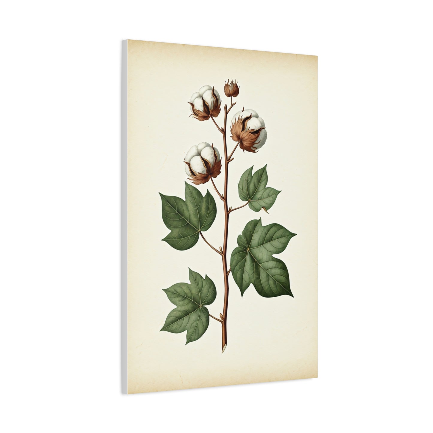 Cotton Plant Illustration Wall Art & Canvas Prints