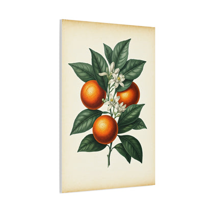 Oranges and Blossoms Illustration Wall Art & Canvas Prints