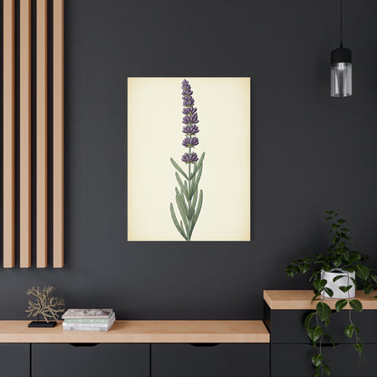 Lavender Stem Illustration Wall Art & Canvas Prints