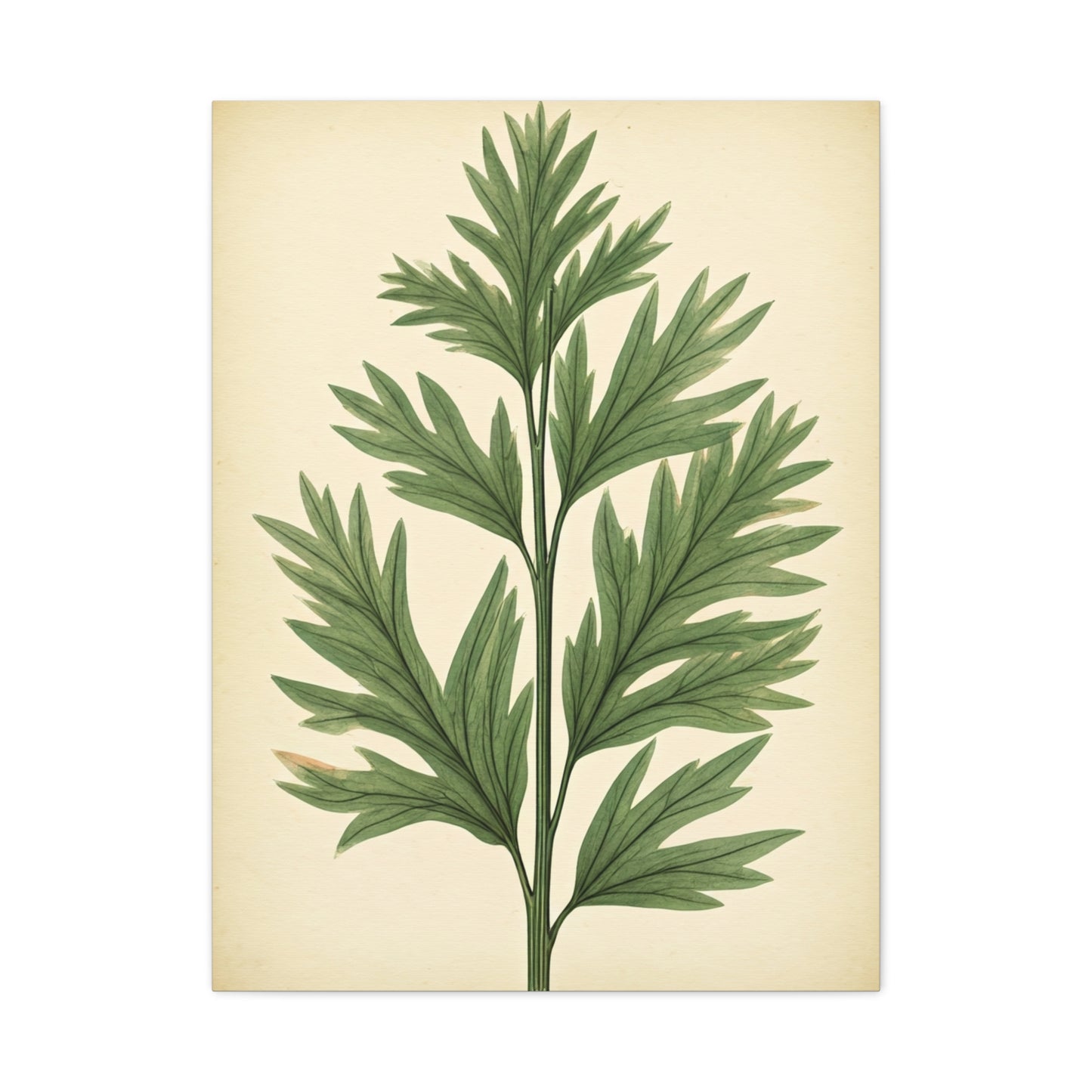 Botanical Herb Study Vintage Wall Art & Canvas Prints