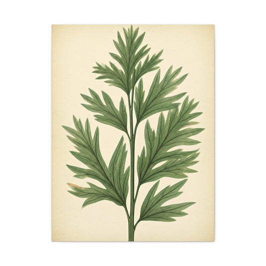 Botanical Herb Study Vintage Wall Art & Canvas Prints