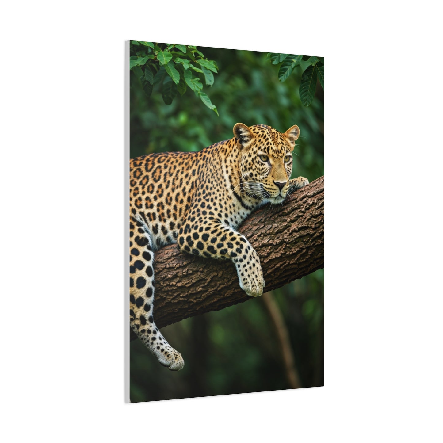 Leopard Resting in Jungle Canopy Wall Art & Canvas Prints