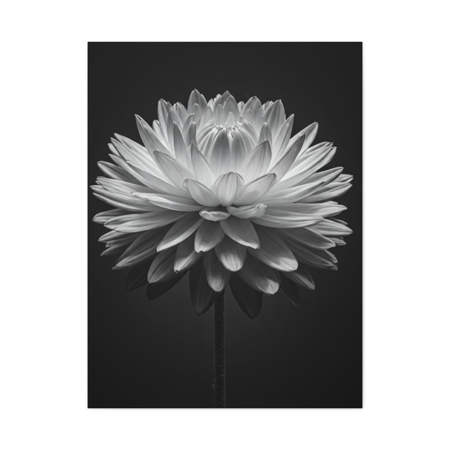 Symmetrical Dahlia Bloom Wall Art & Canvas Prints