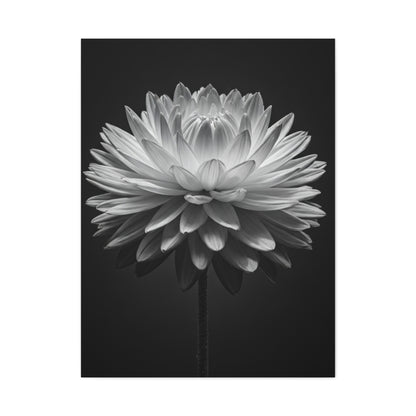 Symmetrical Dahlia Bloom Wall Art & Canvas Prints