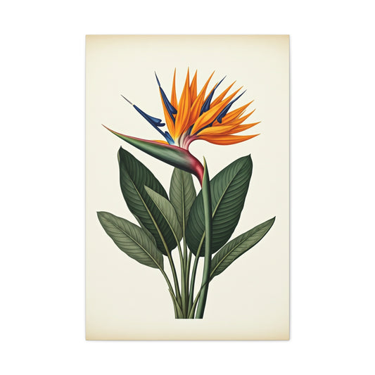 Tropical Bird of Paradise Illustration Wall Art & Canvas Prints