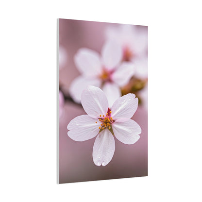 Soft Sakura Petal Macro Photography Wall Art & Canvas Prints