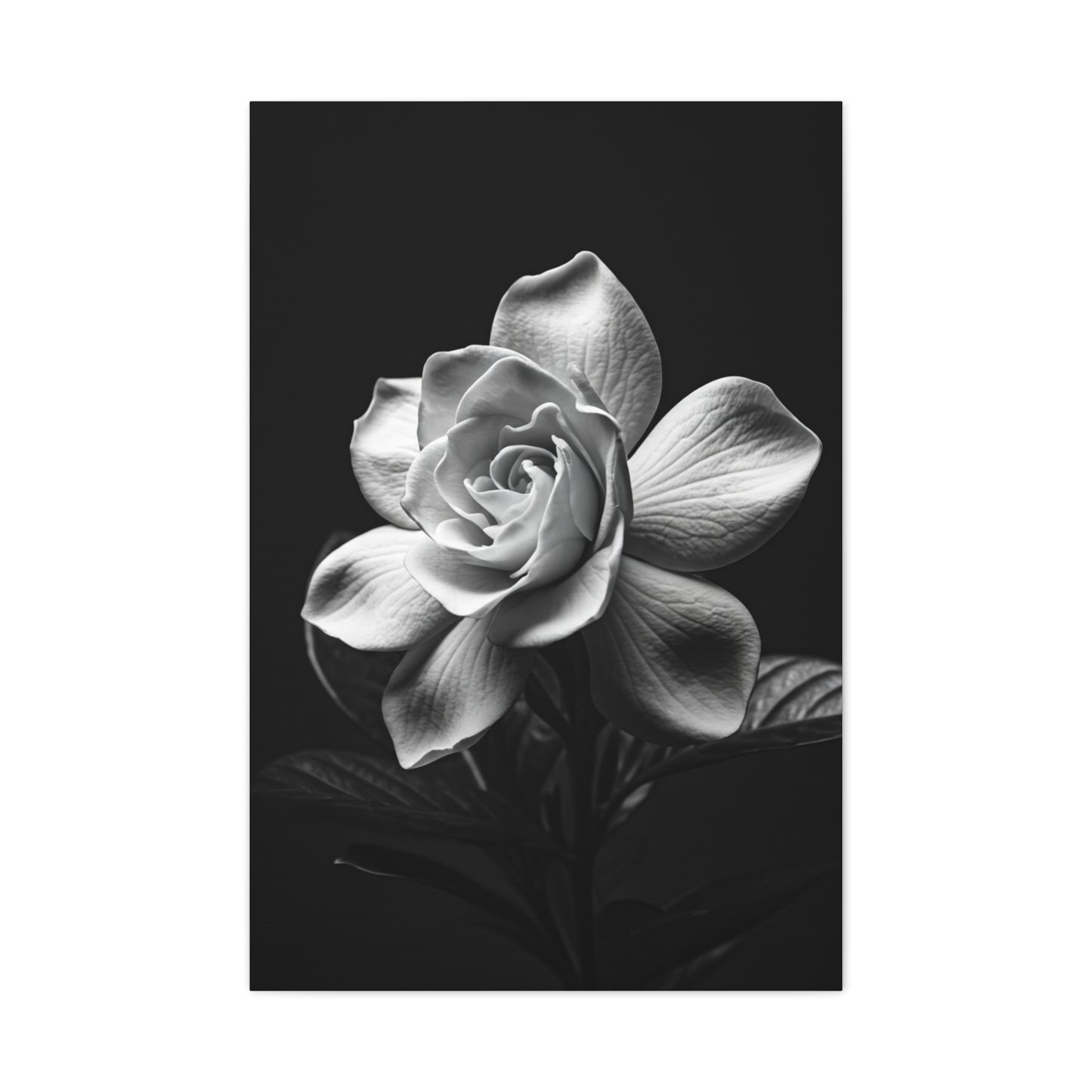 Romantic Garden Rose Monochrome Wall Art & Canvas Prints
