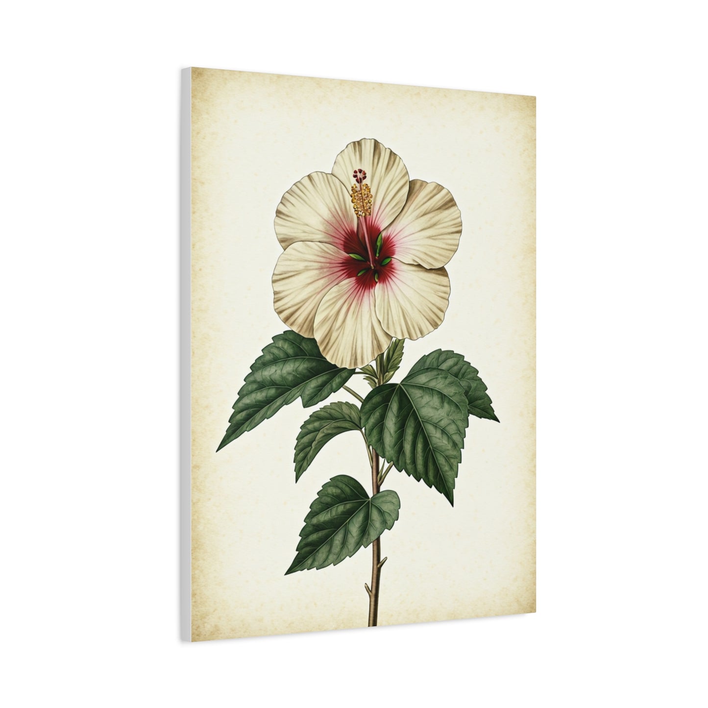 White Hibiscus Illustration Wall Art & Canvas Prints