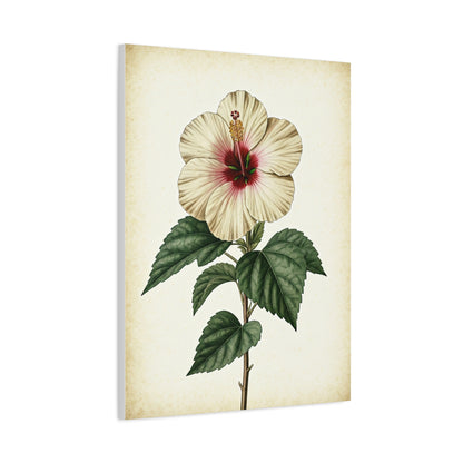 White Hibiscus Illustration Wall Art & Canvas Prints