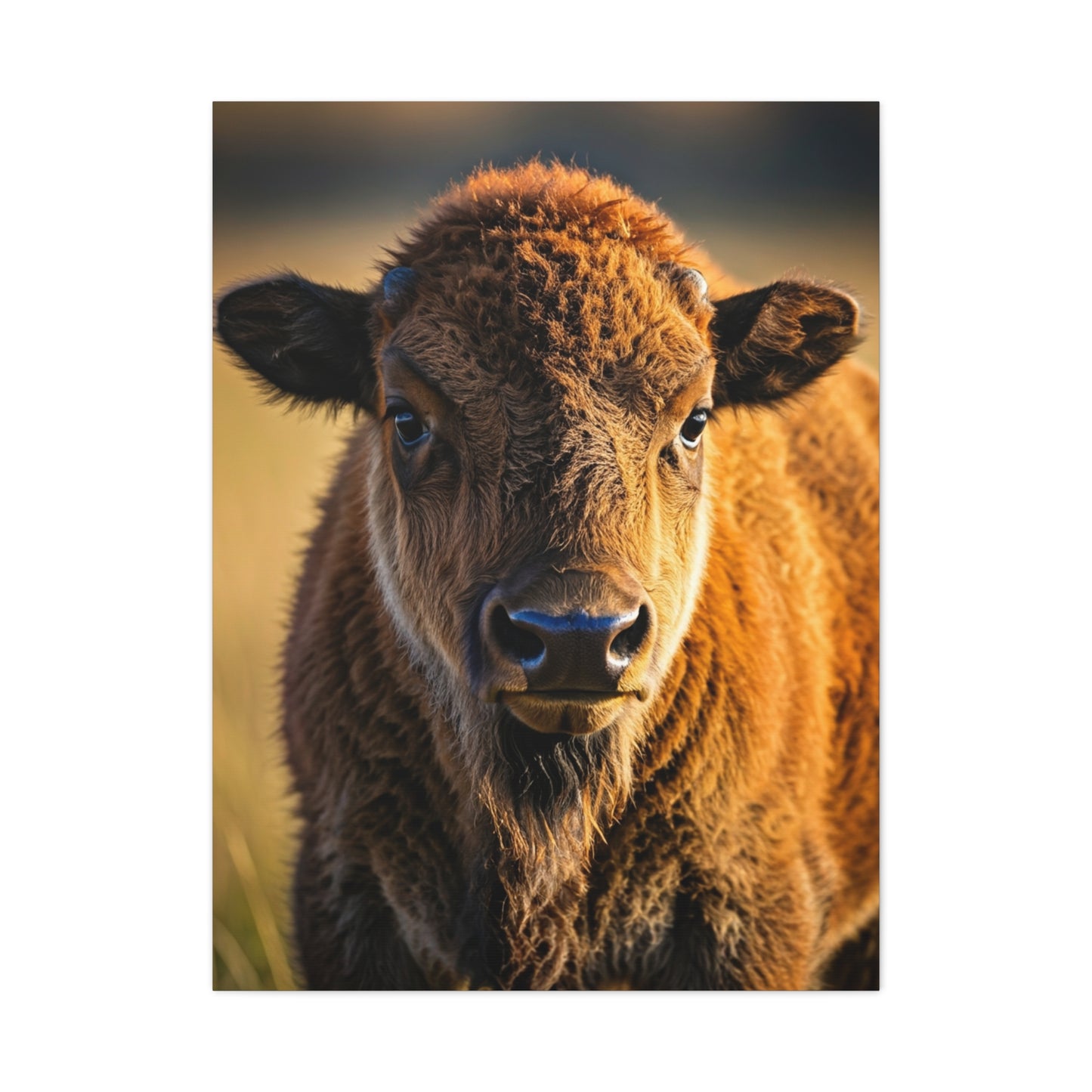 Young Plains Bison Calf Portrait Wall Art & Canvas Print