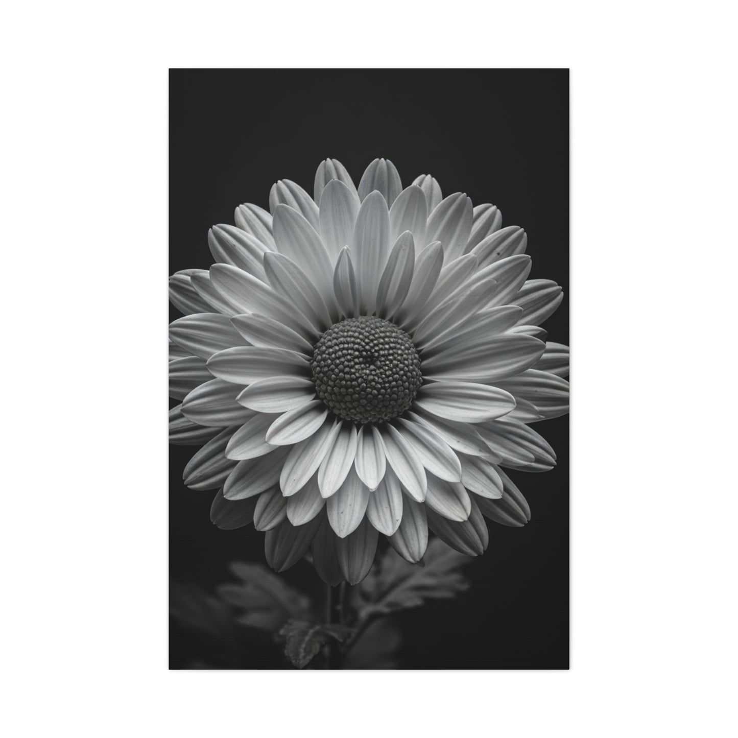Monochrome Daisy Bloom Portrait Wall Art & Canvas Prints
