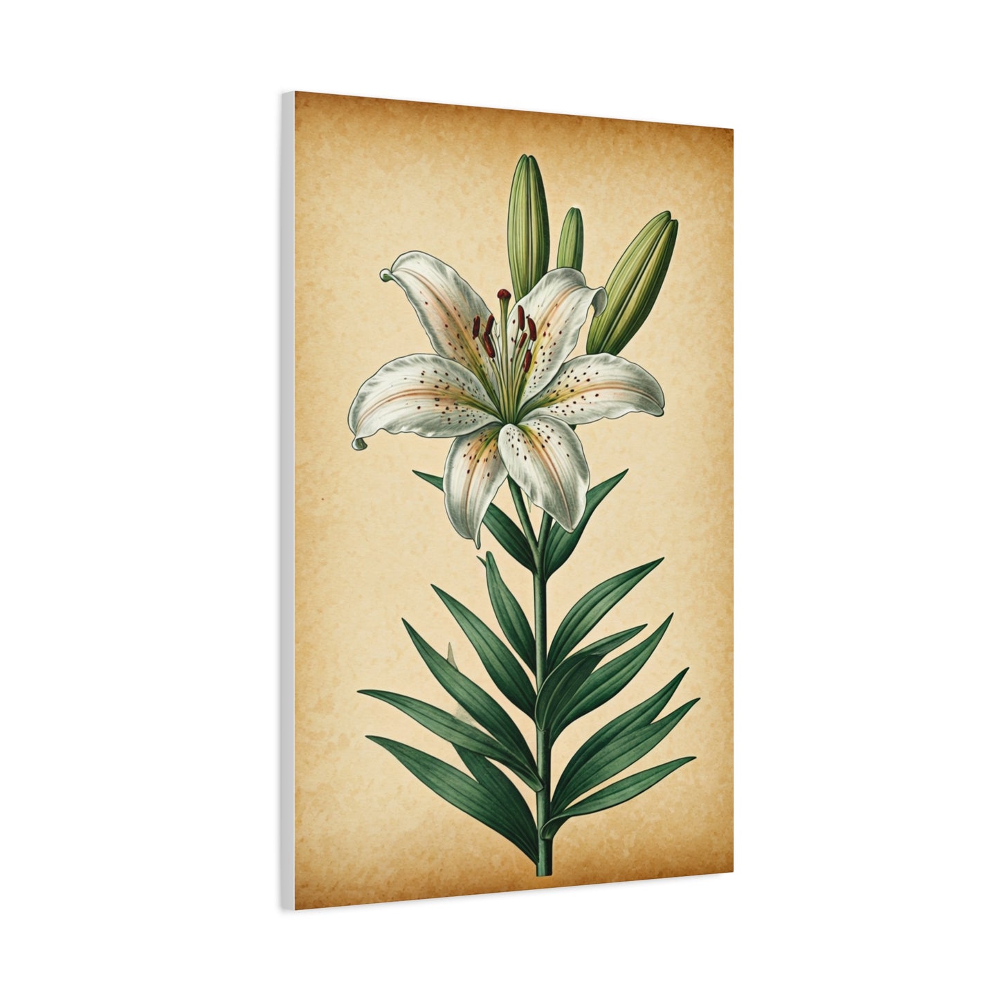 Lily Blossom Illustration Wall Art & Canvas Prints