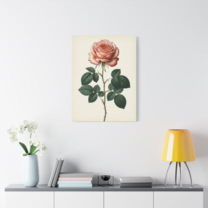 Vintage Rose Illustration Wall Art & Canvas Prints