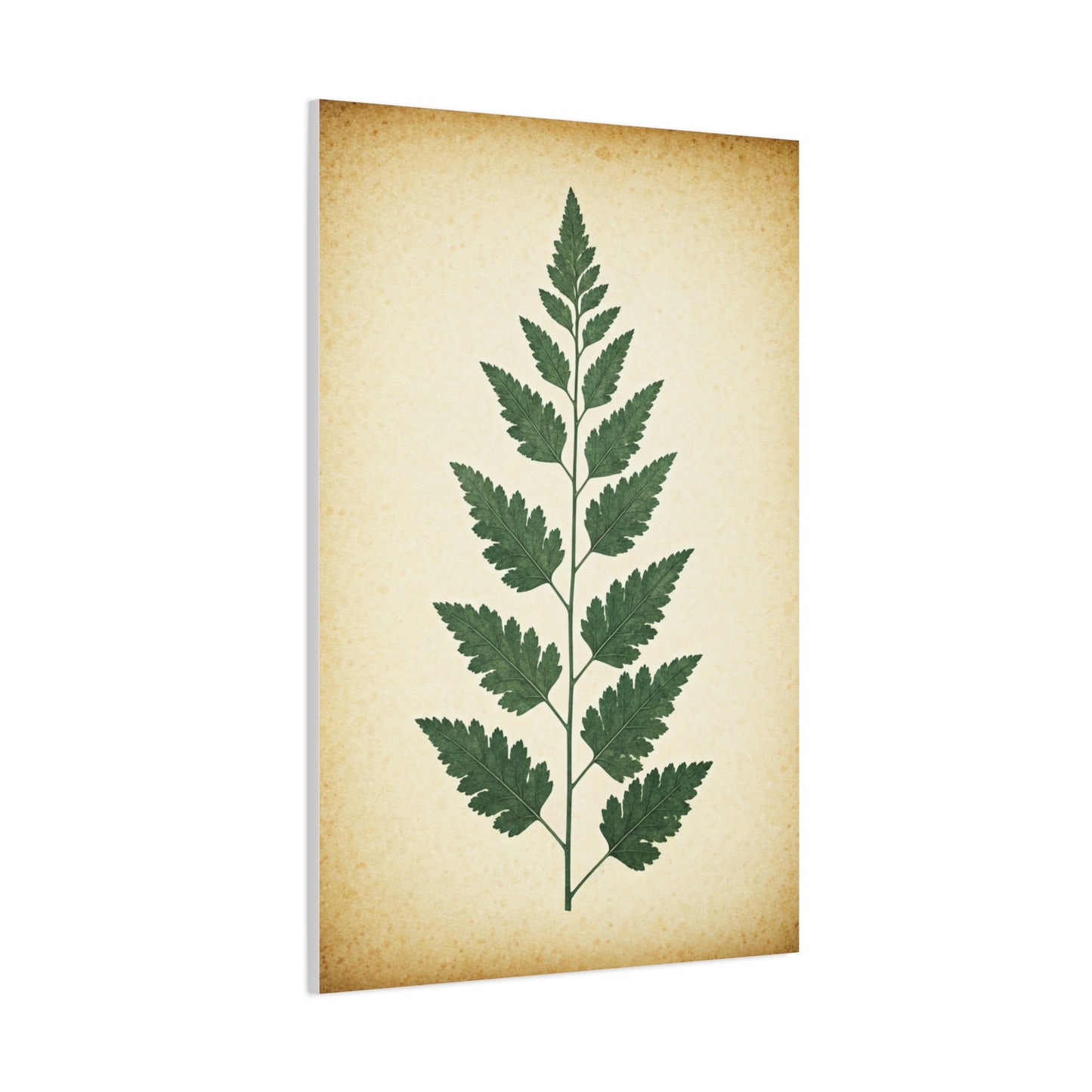 Vintage Fern Study Wall Art & Canvas Prints