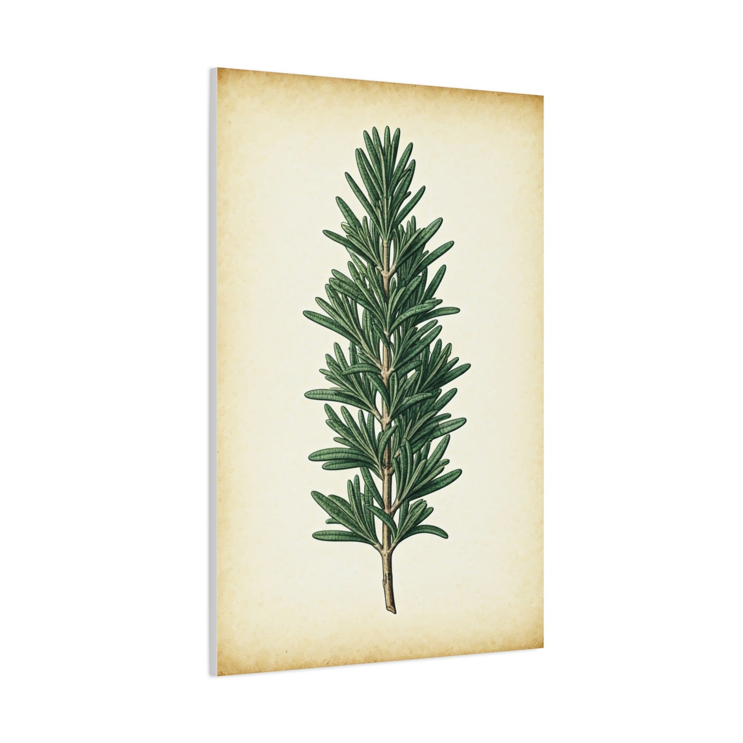 Rosemary Herb Vintage Study Wall Art & Canvas Prints