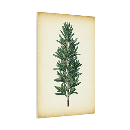 Rosemary Herb Vintage Study Wall Art & Canvas Prints
