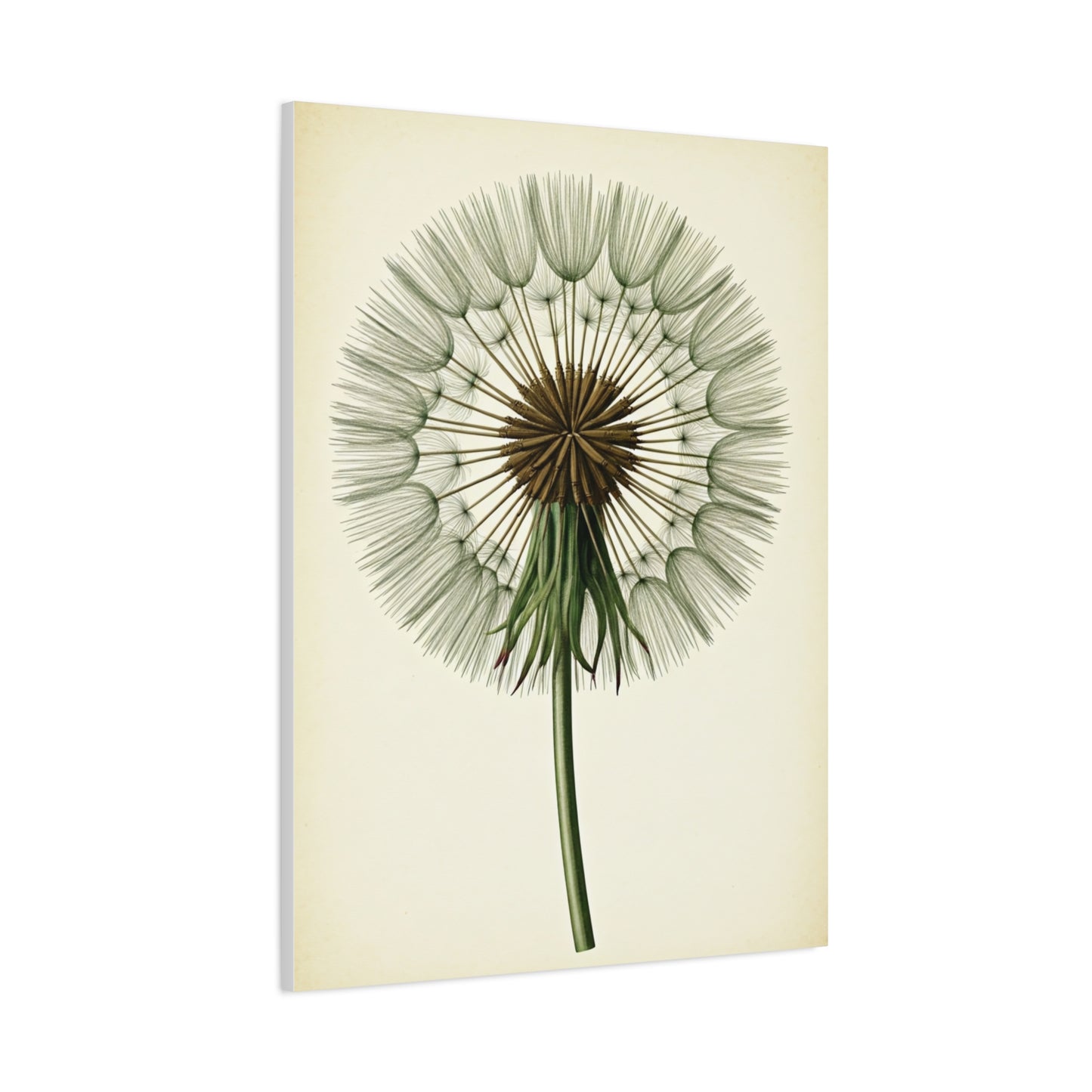 Dandelion Seed Head Illustration Wall Art & Canvas Prints