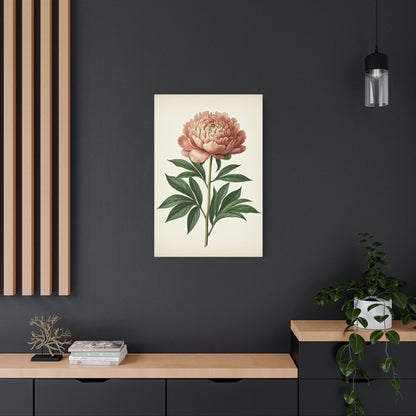 Peony Flower Study Wall Art & Canvas Prints