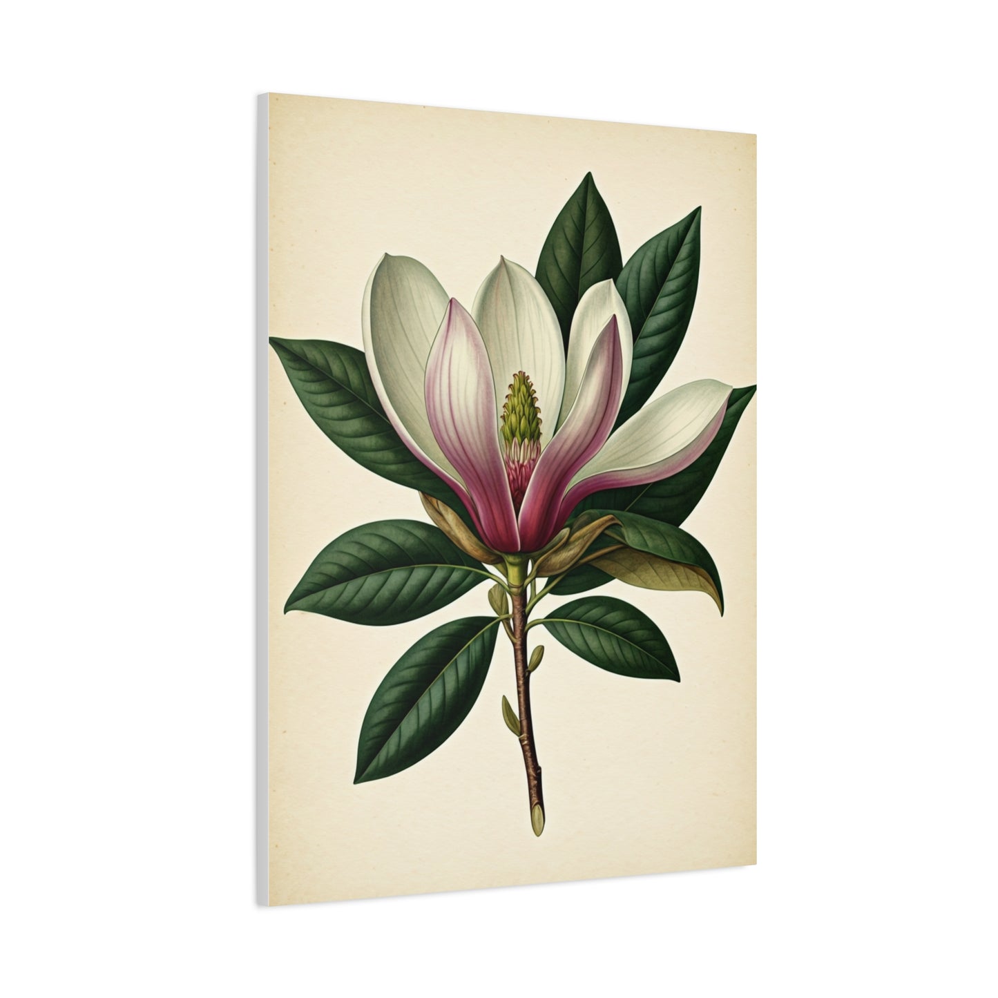 Magnolia Flower Cross Section Wall Art & Canvas Prints