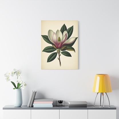 Magnolia Flower Cross Section Wall Art & Canvas Prints