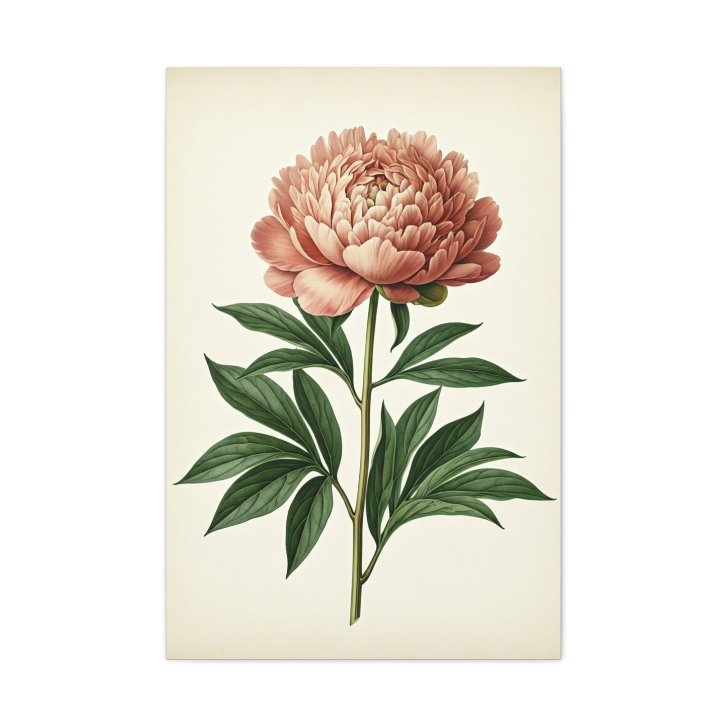 Peony Flower Study Wall Art & Canvas Prints