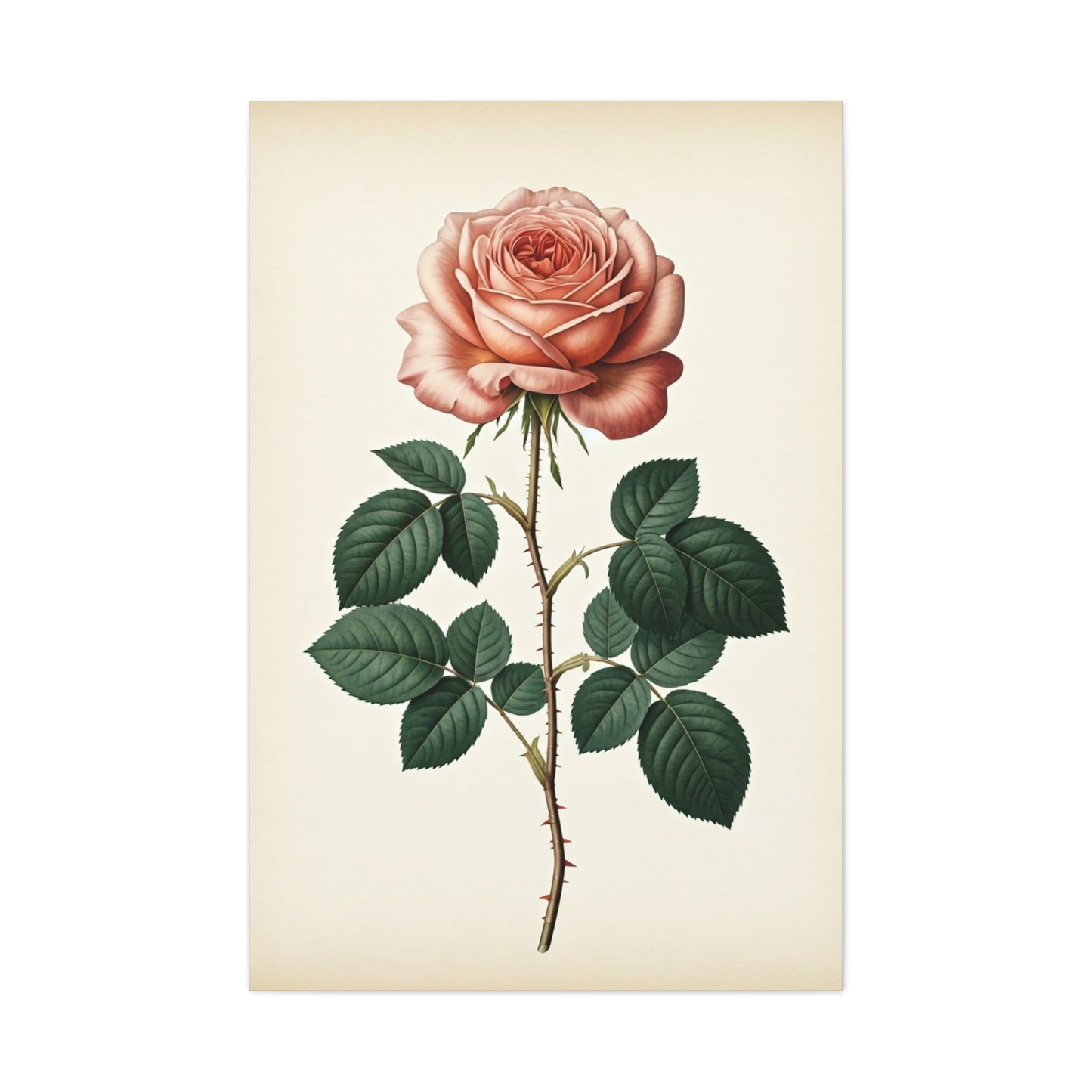 Vintage Rose Illustration Wall Art & Canvas Prints