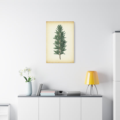Rosemary Herb Vintage Study Wall Art & Canvas Prints