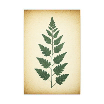 Vintage Fern Study Wall Art & Canvas Prints
