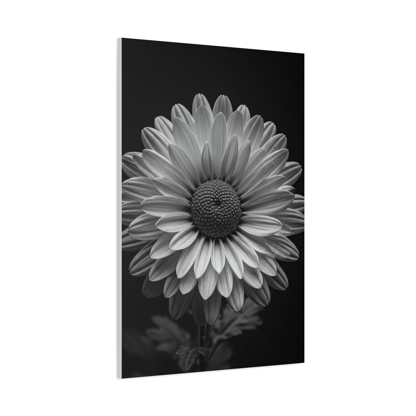 Monochrome Daisy Bloom Portrait Wall Art & Canvas Prints