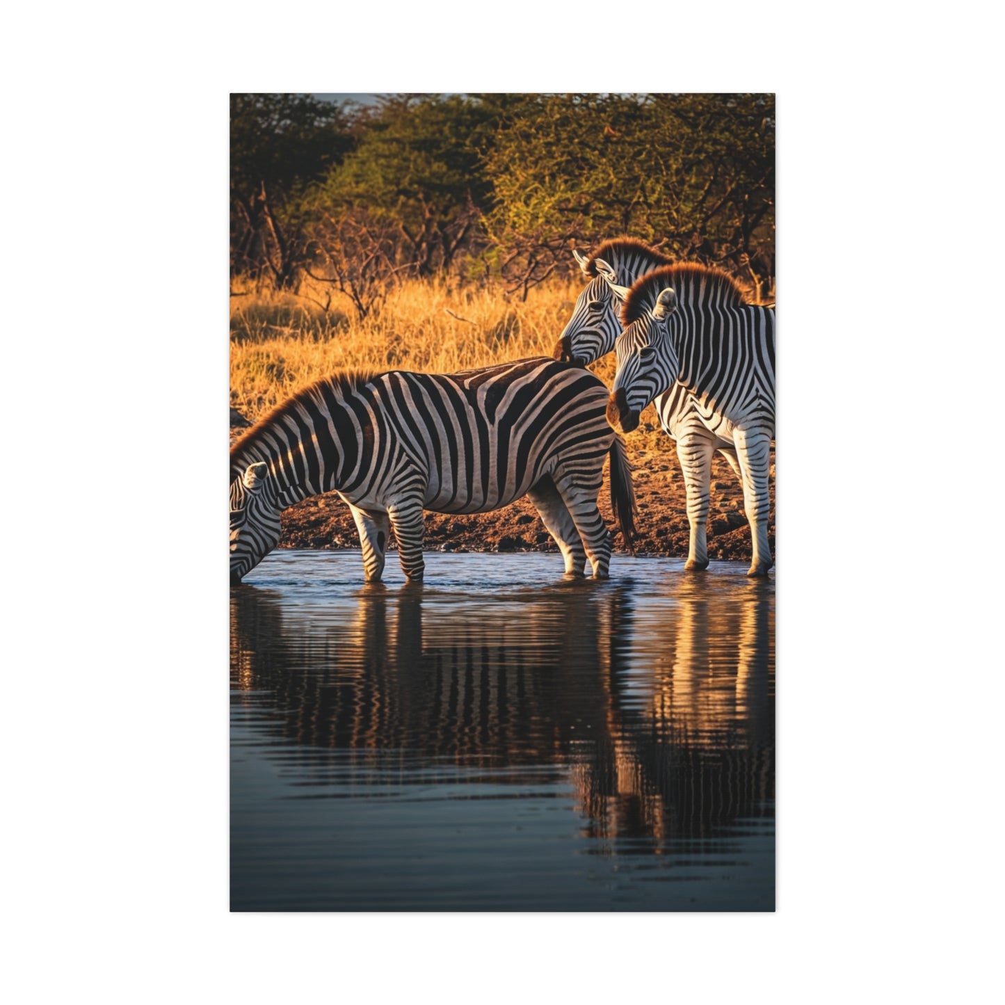 Zebra Pair at the Water’s Edge Wall Art & Canvas Prints