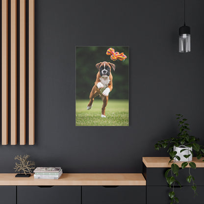 Playful Leap Boxer Wall Art & Canvas Print