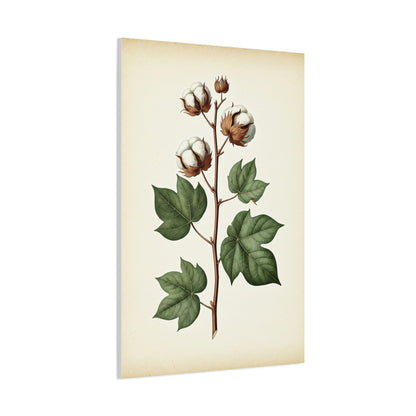 Cotton Plant Illustration Wall Art & Canvas Prints