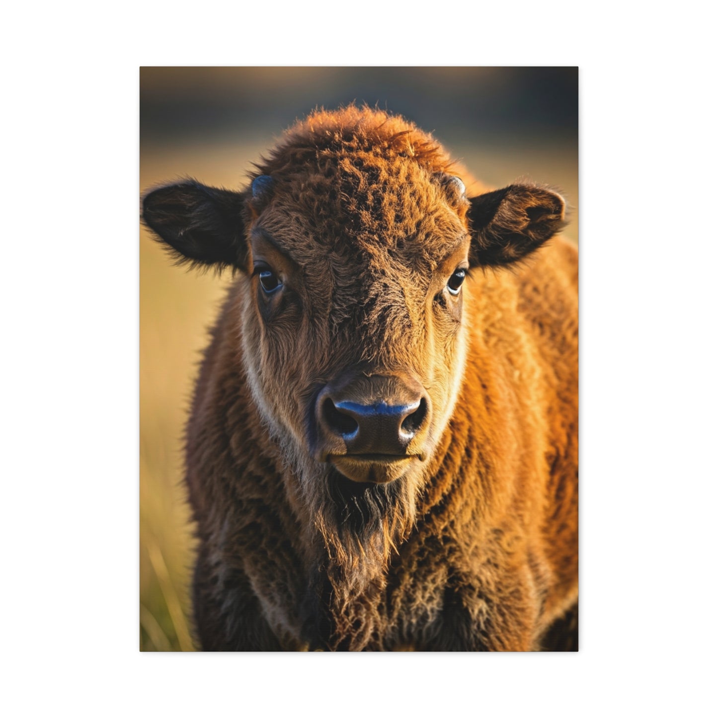 Young Plains Bison Calf Portrait Wall Art & Canvas Print