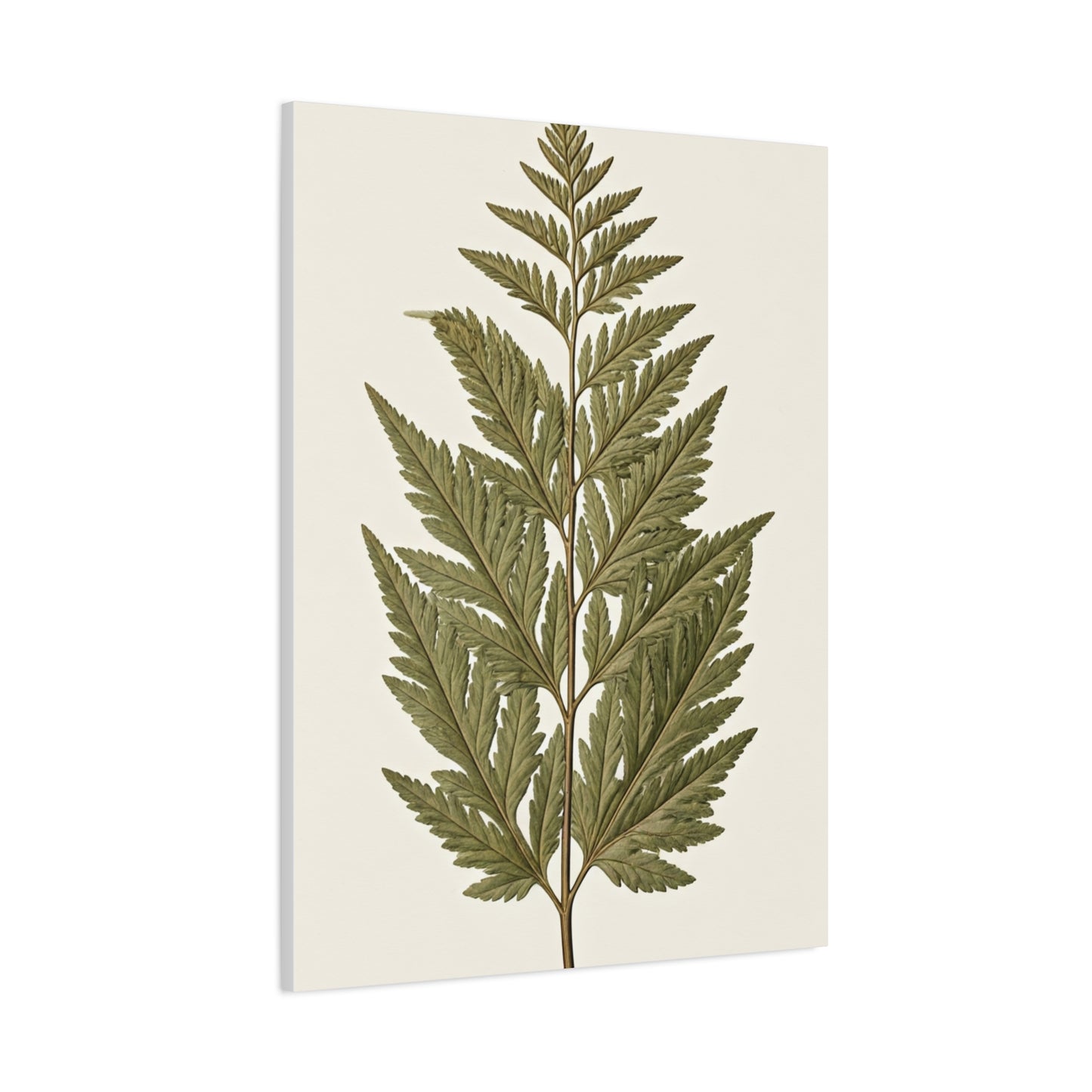 Classic Fern Illustration Wall Art & Canvas Prints