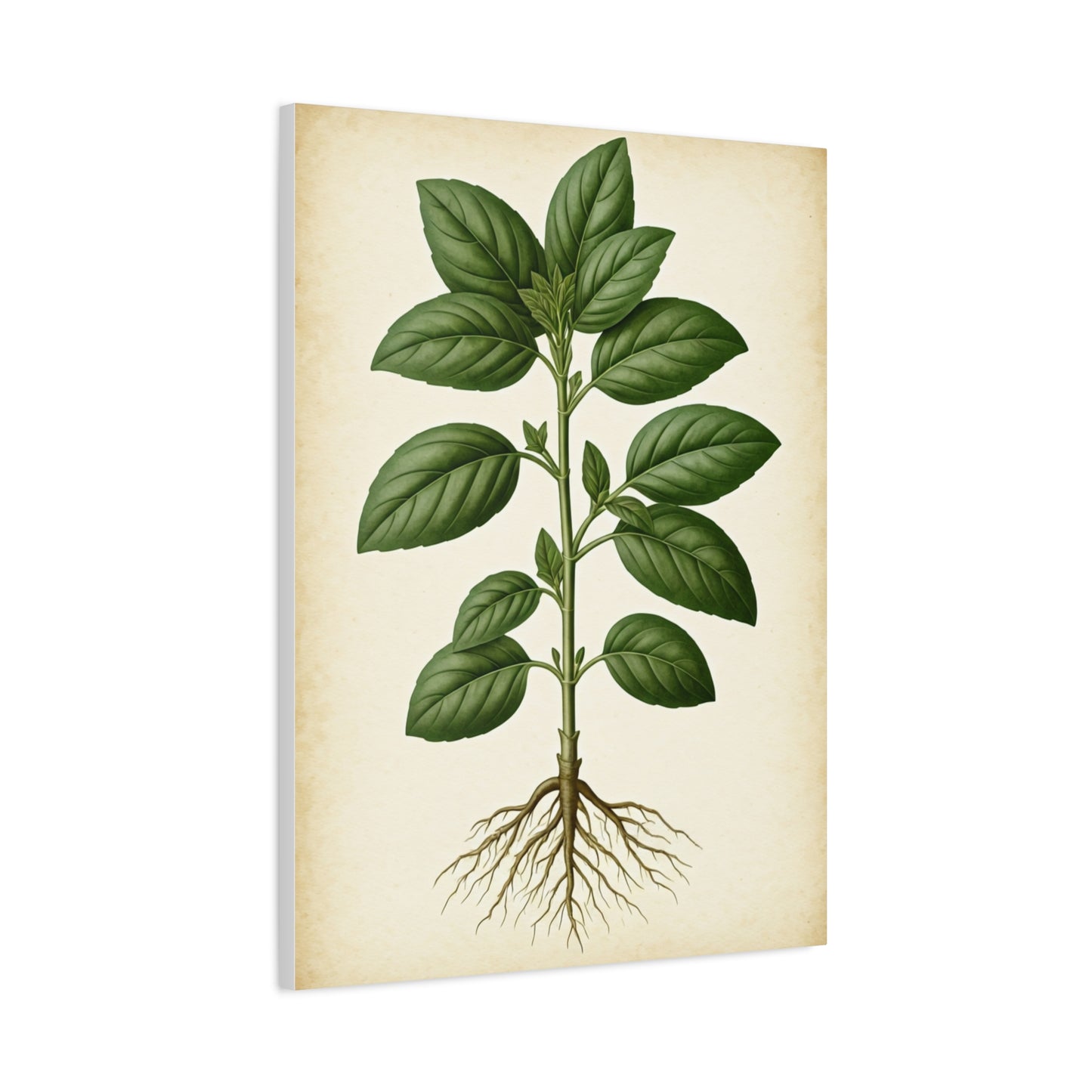 Basil Plant Herbal Illustration Wall Art & Canvas Prints