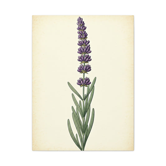 Lavender Stem Illustration Wall Art & Canvas Prints