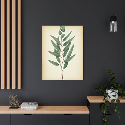 Eucalyptus Branch Illustration Wall Art & Canvas Prints