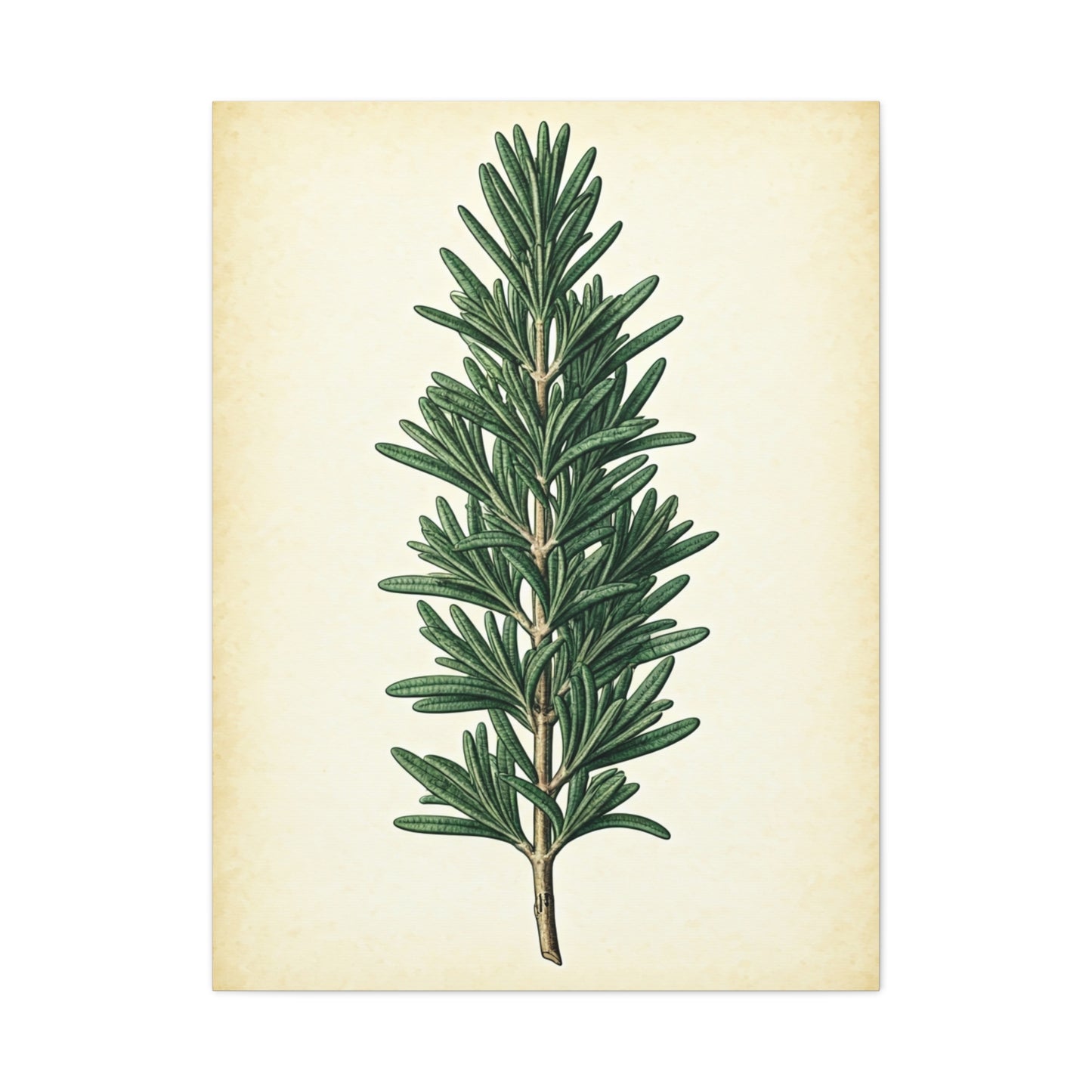 Rosemary Herb Vintage Study Wall Art & Canvas Prints