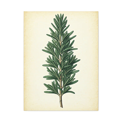 Rosemary Herb Vintage Study Wall Art & Canvas Prints