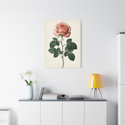 Vintage Rose Illustration Wall Art & Canvas Prints