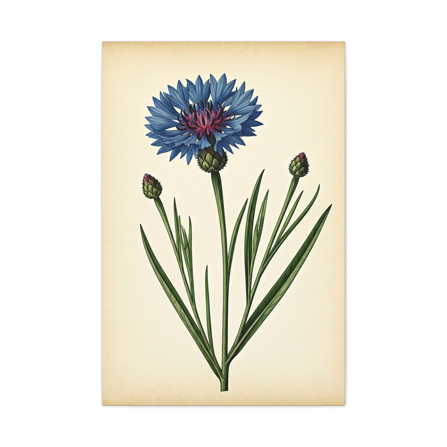 Cornflower Wildflower Illustration Wall Art & Canvas Prints