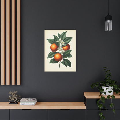 Oranges and Blossoms Illustration Wall Art & Canvas Prints