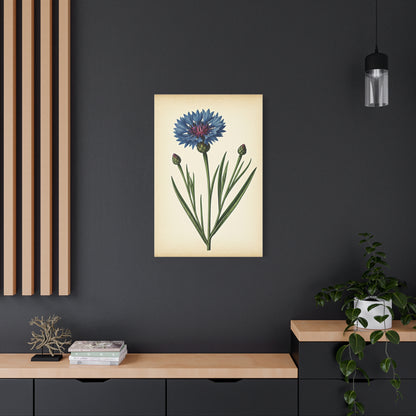 Cornflower Wildflower Illustration Wall Art & Canvas Prints