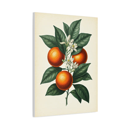 Oranges and Blossoms Illustration Wall Art & Canvas Prints