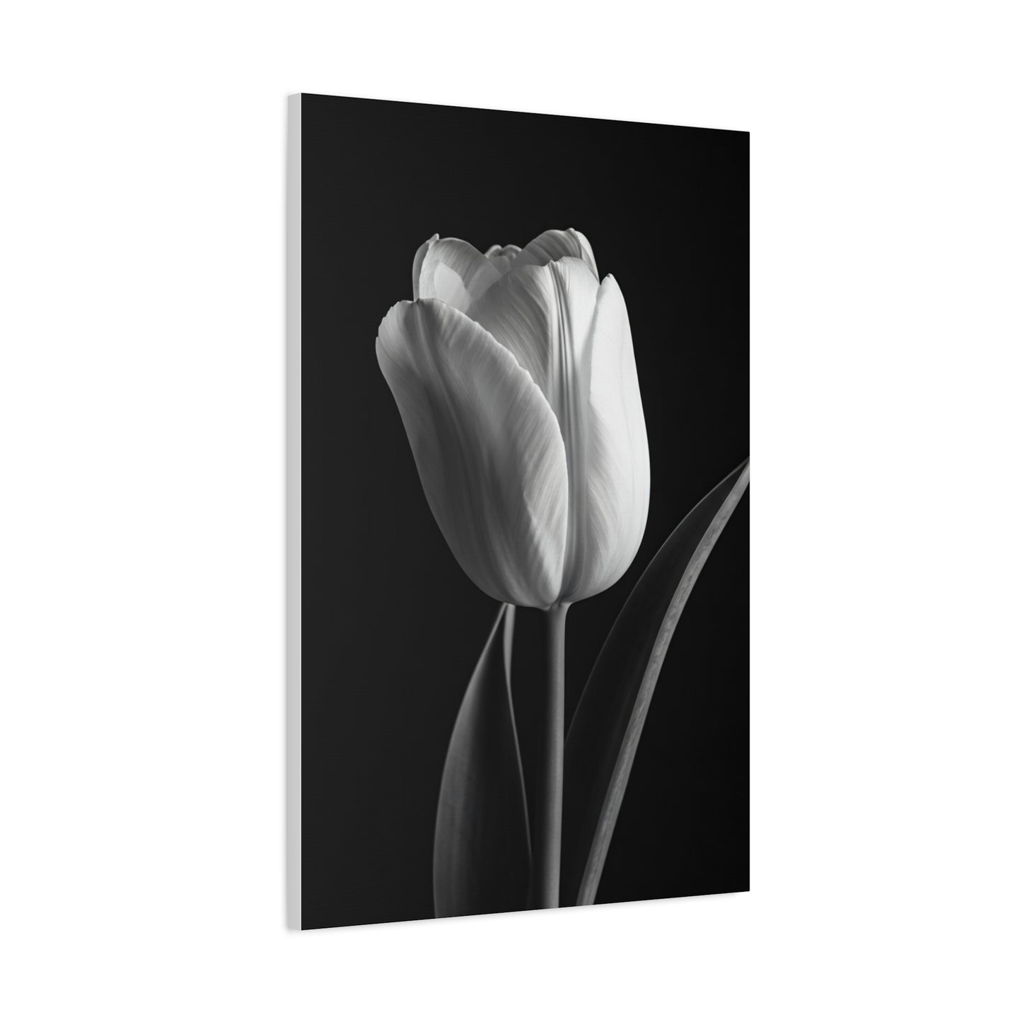 Single Tulip Elegance Monochrome Wall Art & Canvas Prints