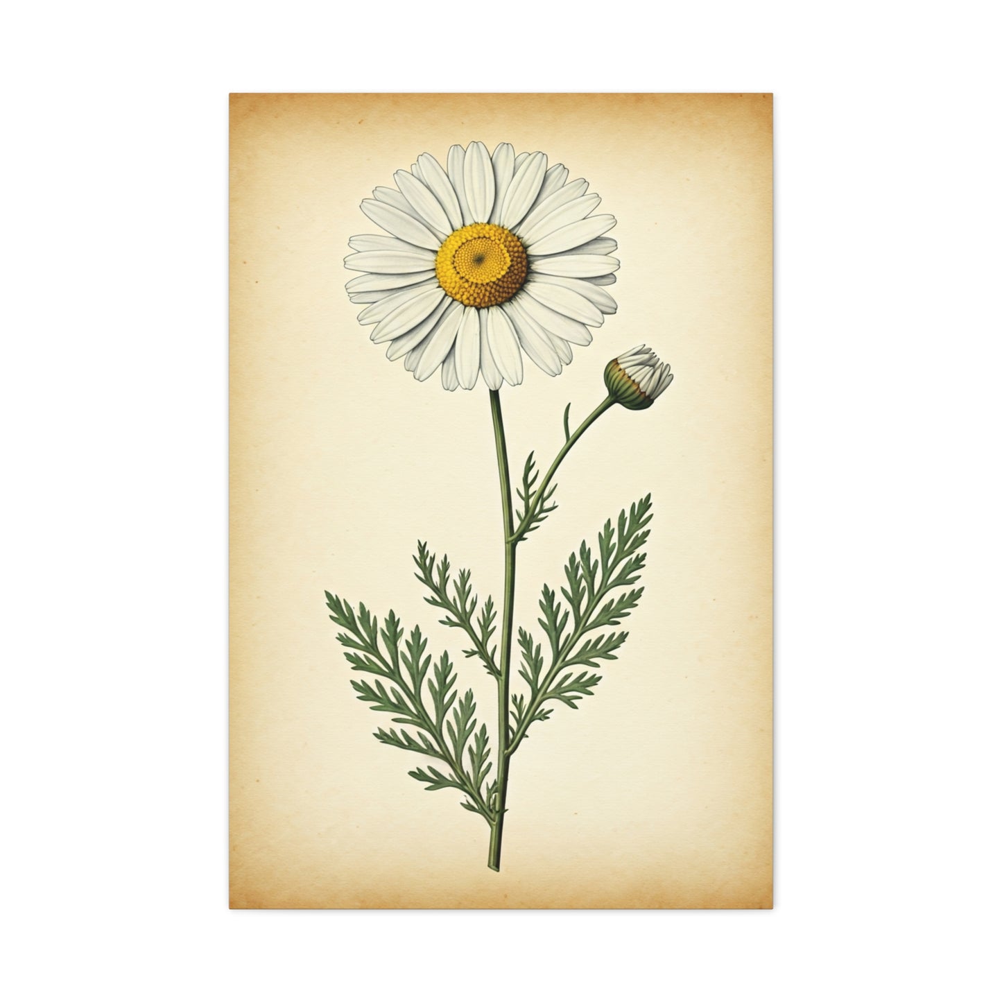 Wild Daisy Illustration Wall Art & Canvas Prints