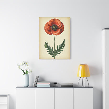 Poppy Flower Vintage Study Wall Art & Canvas Prints